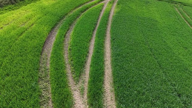 Aerial view flying over winding tractor tire tracks in green field