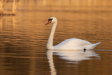 Fototapeta premium Swan gracefully swims in a pond at sunset
