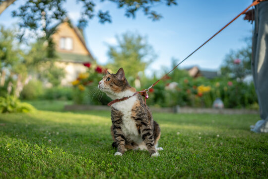 Woman pet owner enjoying walking at sunny backyard together with domestic Calico cat on leash, curios furry kitty exploring nature and garden while female owner standing beside interested kitty.