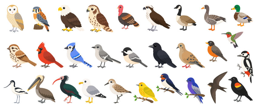 North American birds collection in cute flat vector style featuring bald eagle, cardinal, blue jay, pelican, owl, crow and duck wildlife icons
