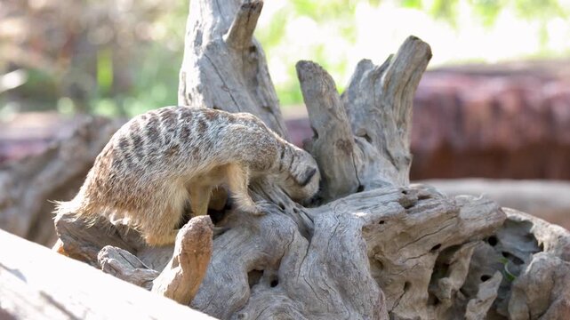 Meerkat Foraging and Digging for Food on a Large Log