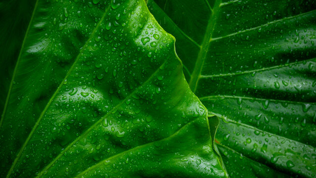 Extreme closeup large tropical taro elephant ear leaf filled with rain water droplets showing detailed vein texture green nature