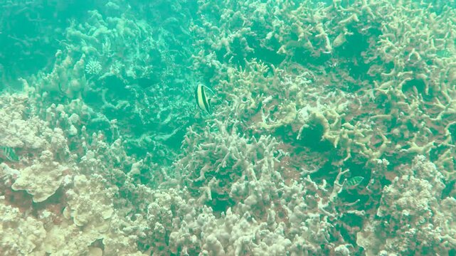 Moorish Idol Fish Swimming Over a Hard Coral Reef in Palau