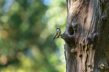 Blue tit Cyanistes caeruleus at natural tree cavity nest hole, Greenwich Park, London © Paul Bean