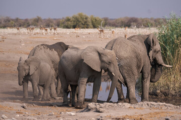 Fototapeta premium African elephant (Loxodonta africana) at a waterhole in Etosha National Park in Namibia