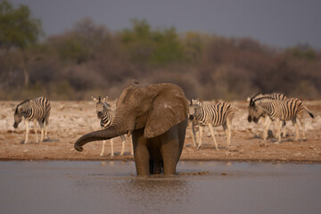 Fototapeta premium African elephant (Loxodonta africana) drinking and splashing around at a waterhole in Etosha National Park in Namibia