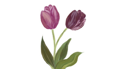 Fototapeta premium Two Purple Tulips with Green Leaves Isolated on White Background - Hand-Drawn Floral Illustration, transparent image.