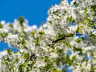 blossoming cherry tree in springtime, awakening of fruit trees and seasonal renewal © pfongabe33