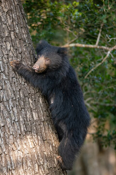 The Sri Lankan sloth bear  - Melursus ursinus inornatus 