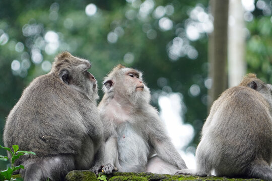 Macaque monkeys in ubud monkey forest