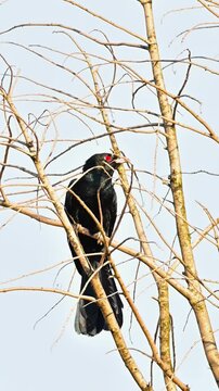 Striking Male Asian Koel Bird with Distinctive Red Eyes Perched on Bare Tree Branches Against a Clear Sky.