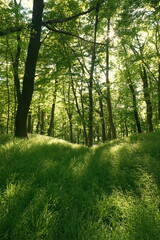 Naklejka premium Beautiful Lush Green Spring Forest with Bright Sunlight Shining Through Trees, Scenic Nature Landscape in Little Carpathians Slovakia, Fresh Grassy Meadow in Morning Sun rays, Serene Woods Background