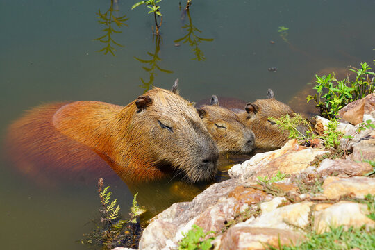 Capybara Family Resting in the Water Near a Rocky Shore