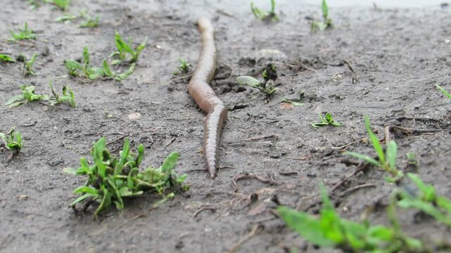  A large earthworm crawls after the rain Lumbricus terrestris