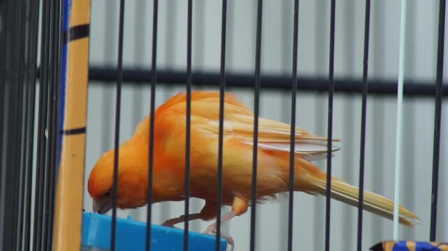 An orange canary bird eating seeds from a blue food container in its cage