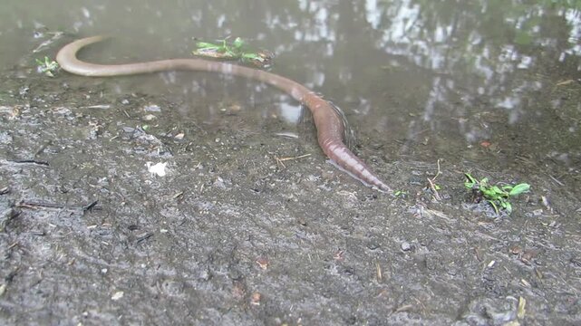 A large earthworm crawls out of a puddle Lumbricus terrestris