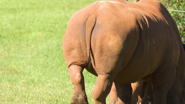 Rear View of a Southern White Rhinoceros in a Sunny Grass Field