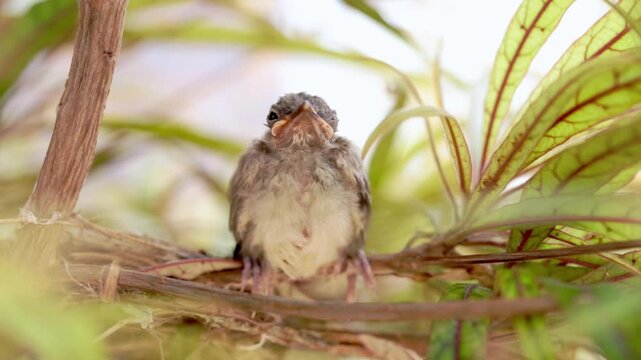 Mid-range video of a fluffy Olive-winged Bulbul chick in its nest, tucked away quietly in soft natural light.