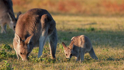 Eastern Grey Kangaroo and Joey Grazing in Golden Sunset Light © blueringmedia