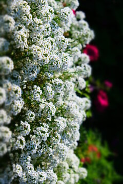 White Alyssum flowers, Sweet Alice Lobularia Maritima on home garden. Summer hot windy day. Courtyard