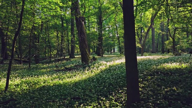 Smooth cinematic flight over a forest path lined with blooming wild garlic, surrounded by lush spring greenery and peaceful woodland vegetation. Beautiful nature scenery.