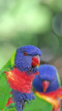 Close Up of Colorful Rainbow Lorikeet Parrots in Gold Coast Australia