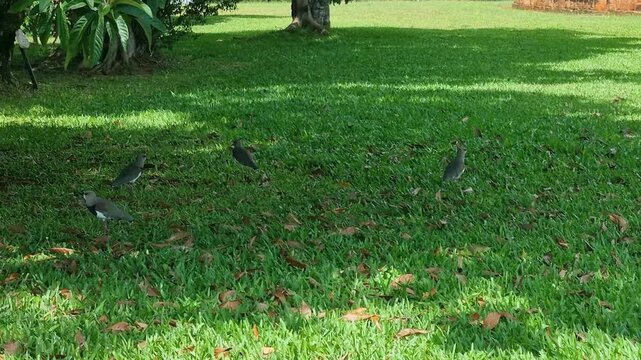 A pair of Southern Lapwings (Vanellus chilensis) forage for food amid the lush green grass in the park of the Jesuit Mission Jes&uacute;s de Tavarang&uuml;&eacute;, Paraguay