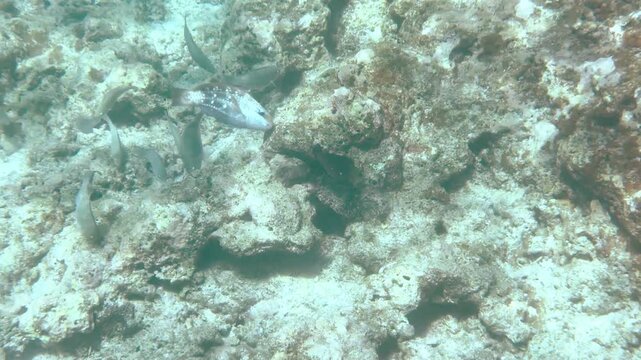 White Spotted Rabbitfish Swimming Over Coral Reef in Phi Phi Islands