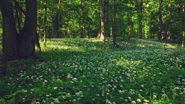 Smooth cinematic flight over a forest path lined with blooming wild garlic, surrounded by lush spring greenery and peaceful woodland vegetation. Beautiful nature scenery.