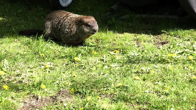 Cute wild groundhog, or woodchuck, munching on green grass and dandelions. The furry rodent is foraging for food on a sunny spring day
