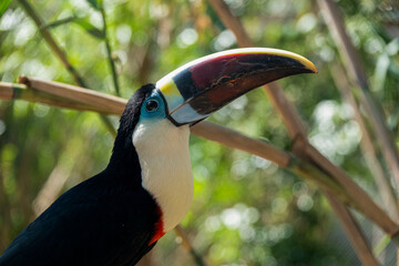 Fototapeta premium A toucan sits on a branch in a green jungle