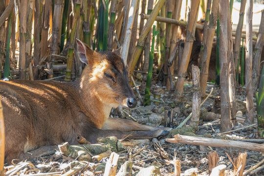 A deer muntjac rests quietly in the grass
