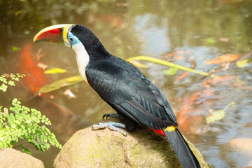 Fototapeta premium Toucan on a rock by a pond with plants