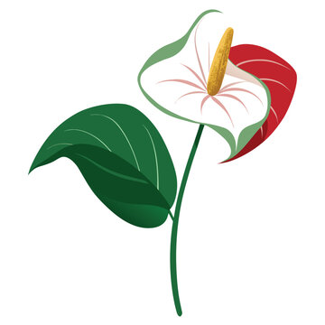 anthurium wagawa flower on white background