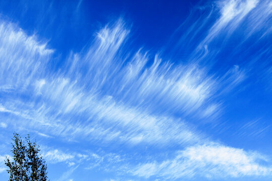 Blue sky with white cirrus clouds stretching across the atmosphere above a tree silhouette. Natural weather background with dramatic cloudscape, bright daylight, airy texture and peaceful outdoor mood