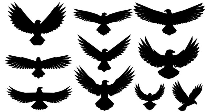 Collection of eagle flying silhouettes with black and white, wing span