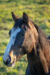 Fototapeta premium Close up portrait of brown horse with white blaze in golden hour light, equine animal in rural meadow
