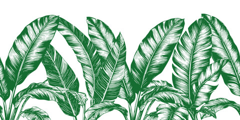 Palm or banana tree leaves. vector illustration. Tropical plants on a seamless horizontal border, the pattern is isolated on a white background. © Vladimir