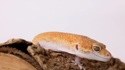 Fototapeta premium Close Up Profile of an Orange Leopard Gecko on Cork Bark