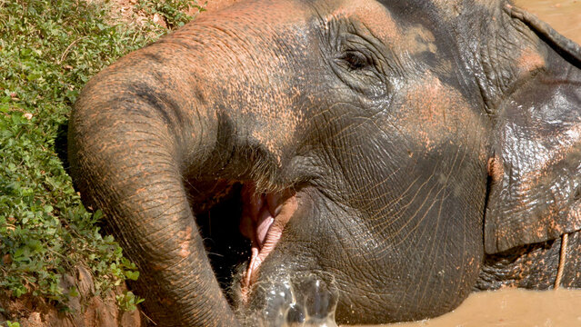 Close Up of an Asian Elephant with Open Mouth in Muddy Water