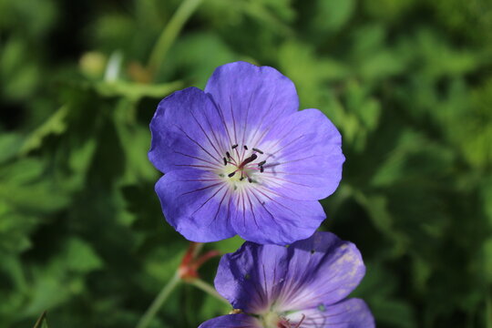 Blue geranium close up