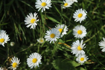 Fototapeta premium daisies in the garden