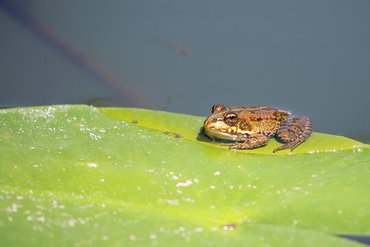 Green frog in the river on a leaf