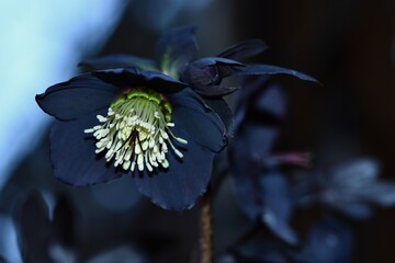 Ciemiernik orientalny (Helleborus orientalis) "Lucy", z ciemnymi, prawie czarnymi płatkami, kwitnący na śniegu © Lancan