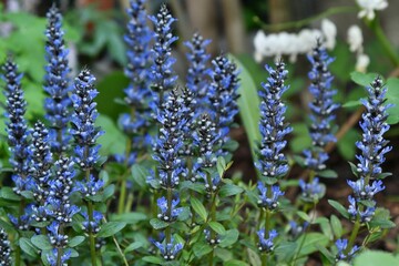 Niebieskie kwiaty dąbrówki rozłogowej (Ajuga reptans) odmiany 'Chocolate Chips' © Lancan