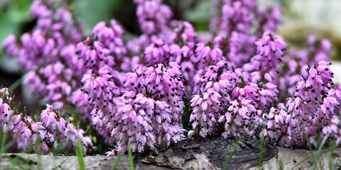 Wrzosiec krwisty (Erica carnera) o pięknych biało-różowych kwiatach © Lancan