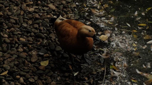 High angle shot shows a ruddy shelduck leaning to sip and forage at the dark pond edge, pebbles and drifting feathers around. It points to polluted urban waters and fragile wetland habitats.