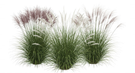 Obraz premium Clump of ornamental pampas grass with feathery white and light pink plumes and green blades isolated on a solid black background