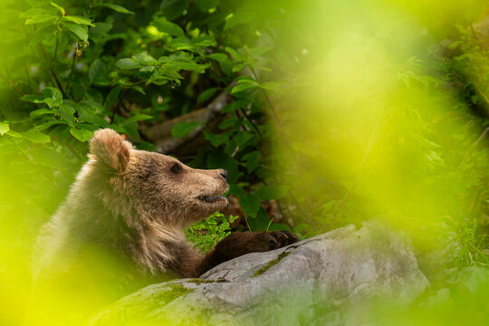 Brown bear cub sitting on a rock in a lush forest, representing wildlife adventure and nature conservation in the wilderness, Trentino, Friuli Venezia Giulia, Italy.