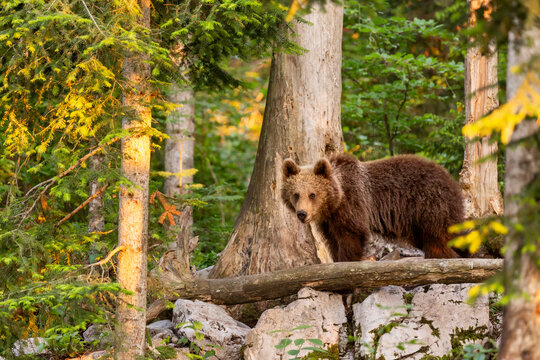 Brown bear standing in a dense forest during golden hour, representing wildlife exploration and nature tourism in the wilderness of Trentino and Friuli Venezia Giulia, Italy.